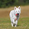 Moving to Norco with a Pet? Here’s Why Updating Your Pet’s Microchip Matters