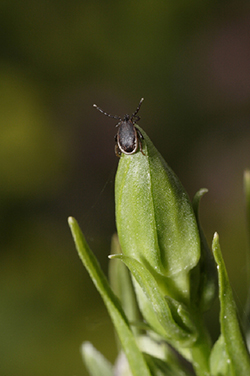 Tick Prevention