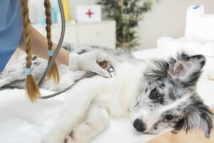 Norco Vet Clinic
