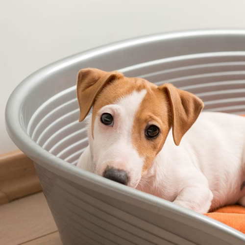 Pet Emergency Treatment