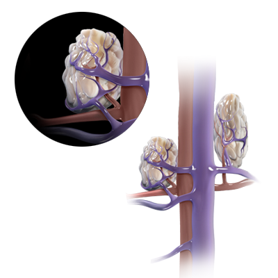 Adrenal glands of pets