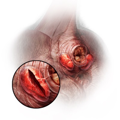 Anal Sac Disease- Norco Ca Veterinary Care