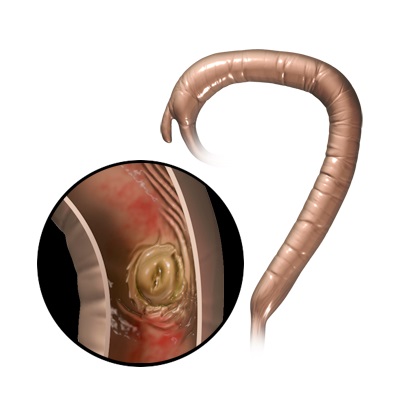 Constipation in Pets- Norco Ca Veterinary Care