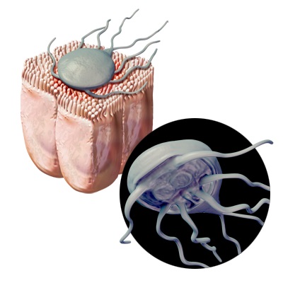 Giardia- Diarrhea in Pets