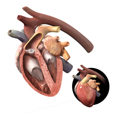 Heart of pets