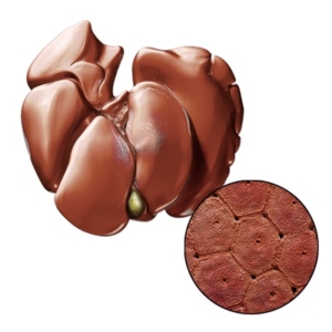 Liver