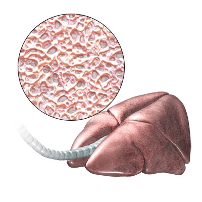 Lungs of Dogs- Norco Ca Veterinary Care