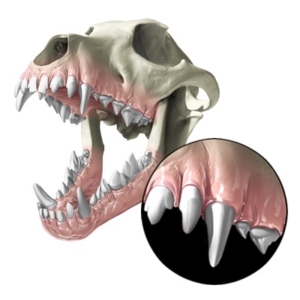 Pet teeth