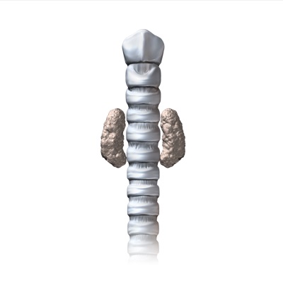 Thyroid Glands - Norco Pet Hospital