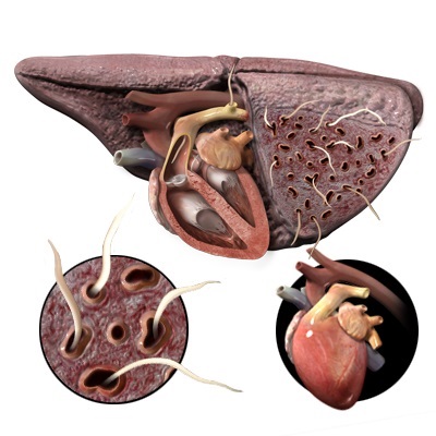 Feline Heartworm Disease