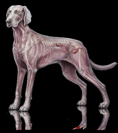 Male Urogenital System
