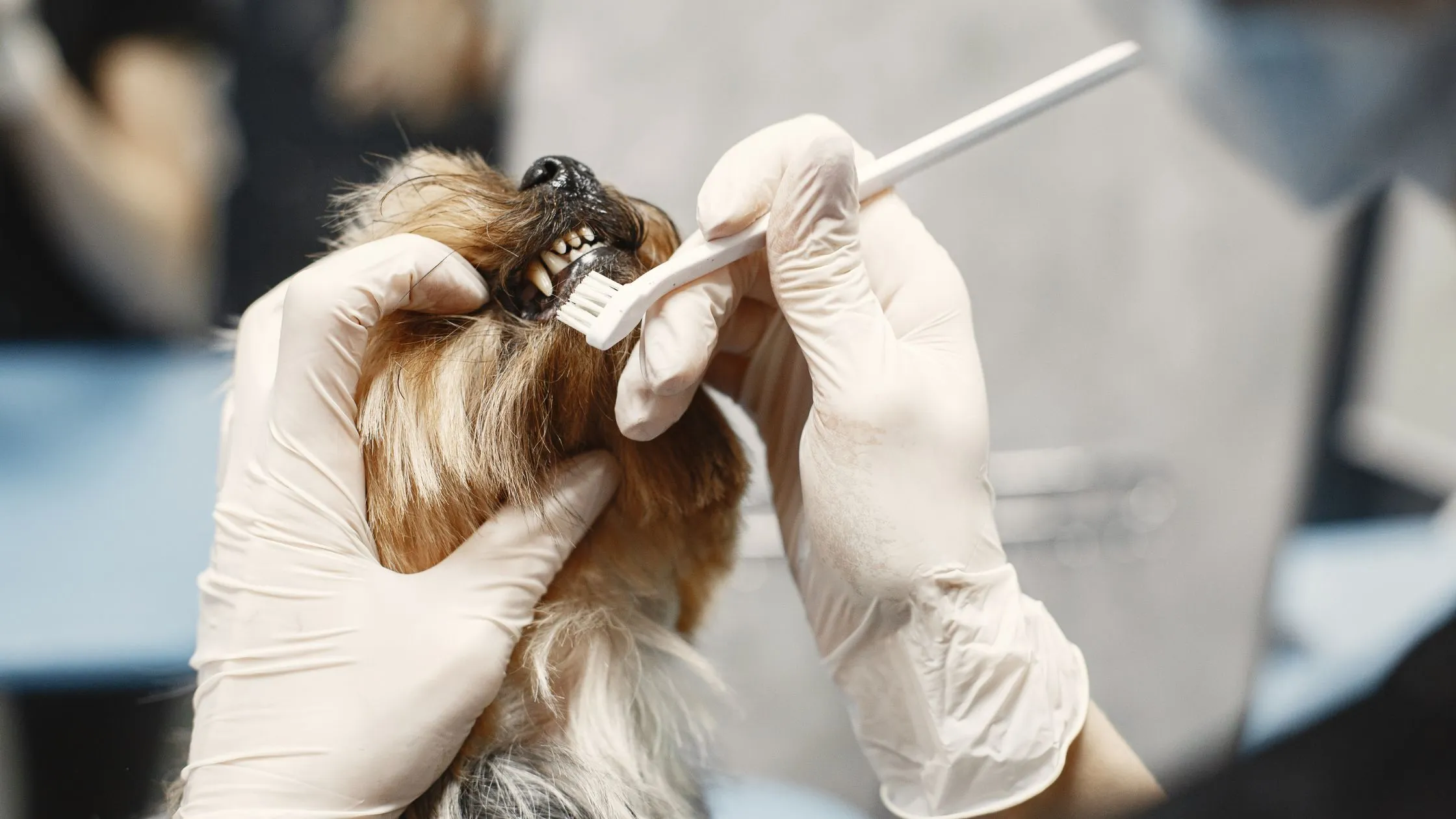 dental care for pets