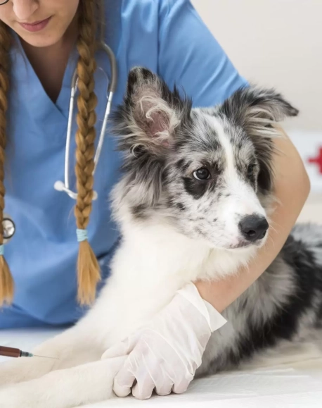 veterinary-26